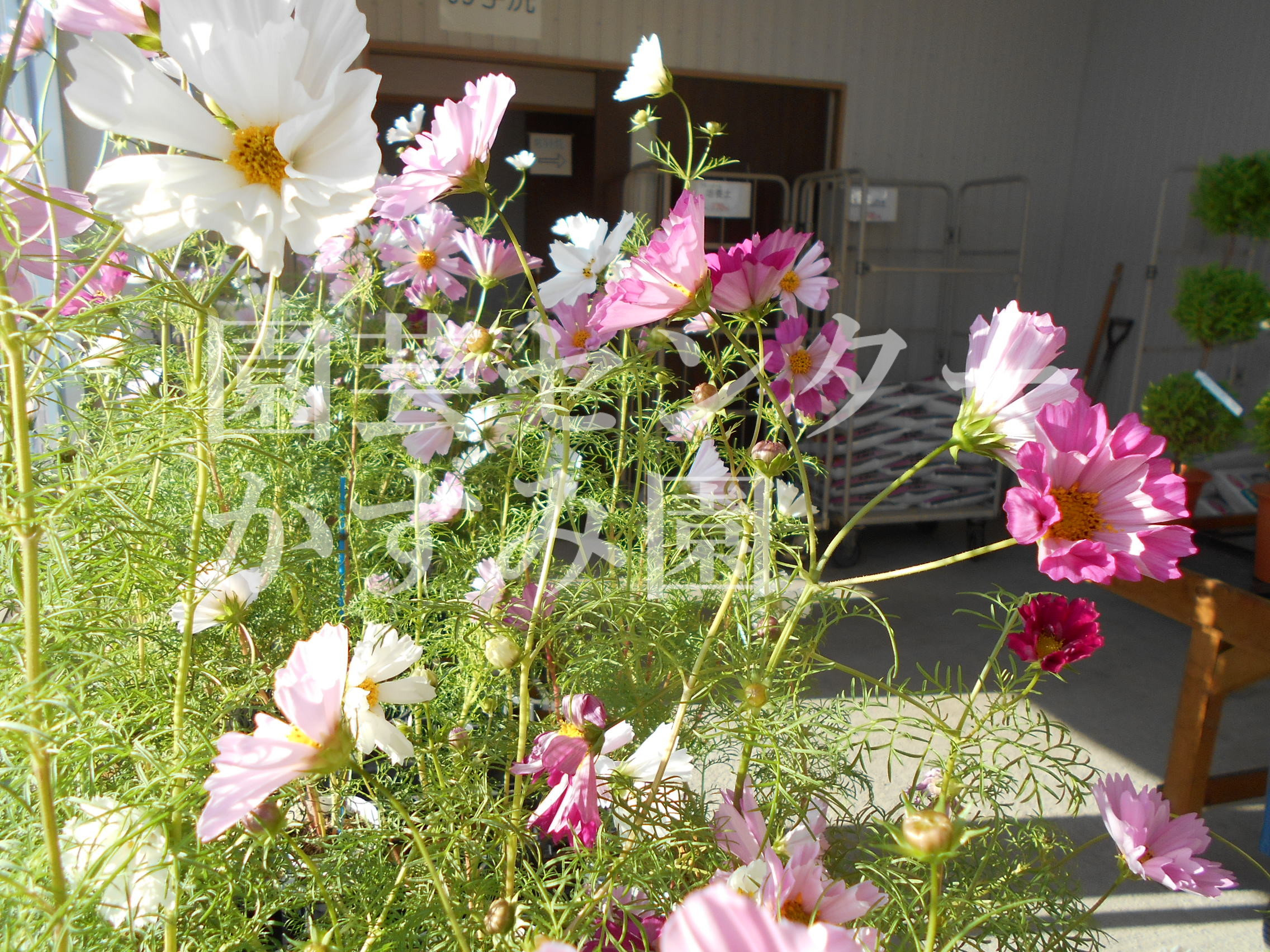 今週のお花一覧 函館 花屋の園芸センター かすみ園 函館の豊富なお花屋さん