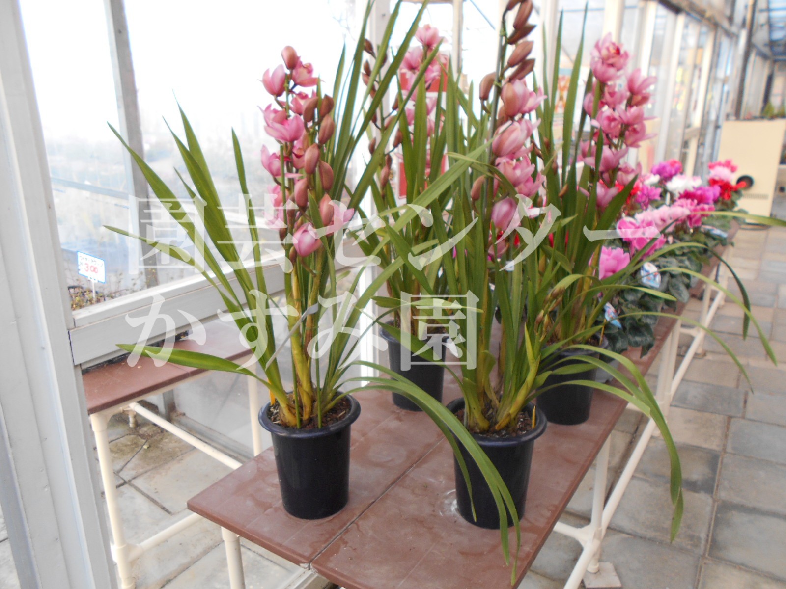 今週のお花一覧 函館 花屋の園芸センター かすみ園 函館の豊富なお花屋さん